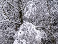 Von Schneelast gebeugte Äste an Laubbaum
